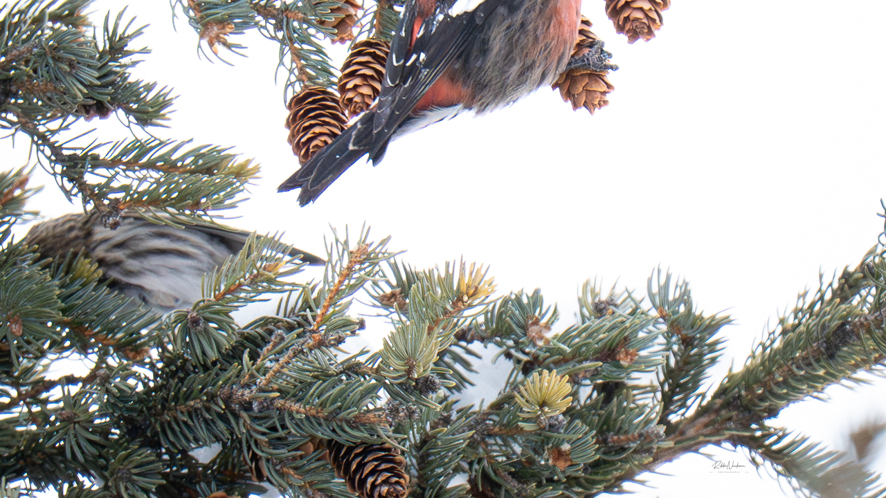 White Winged Crossbill Yoga Stretch