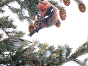 White Winged Crossbill Yoga Stretch