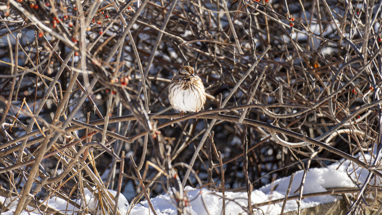 Resting in the Vines 