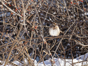 Resting in the Vines 