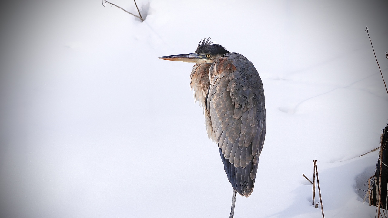 Great Blue Heron in the Snow