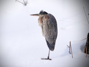 Great Blue Heron in the Snow