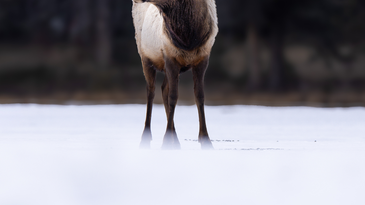 Elk in Jasper 