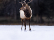 Elk in Jasper 