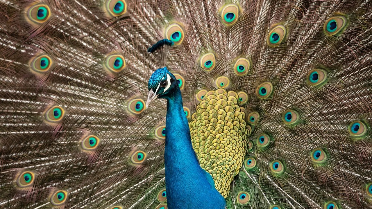 Wildlife in the city