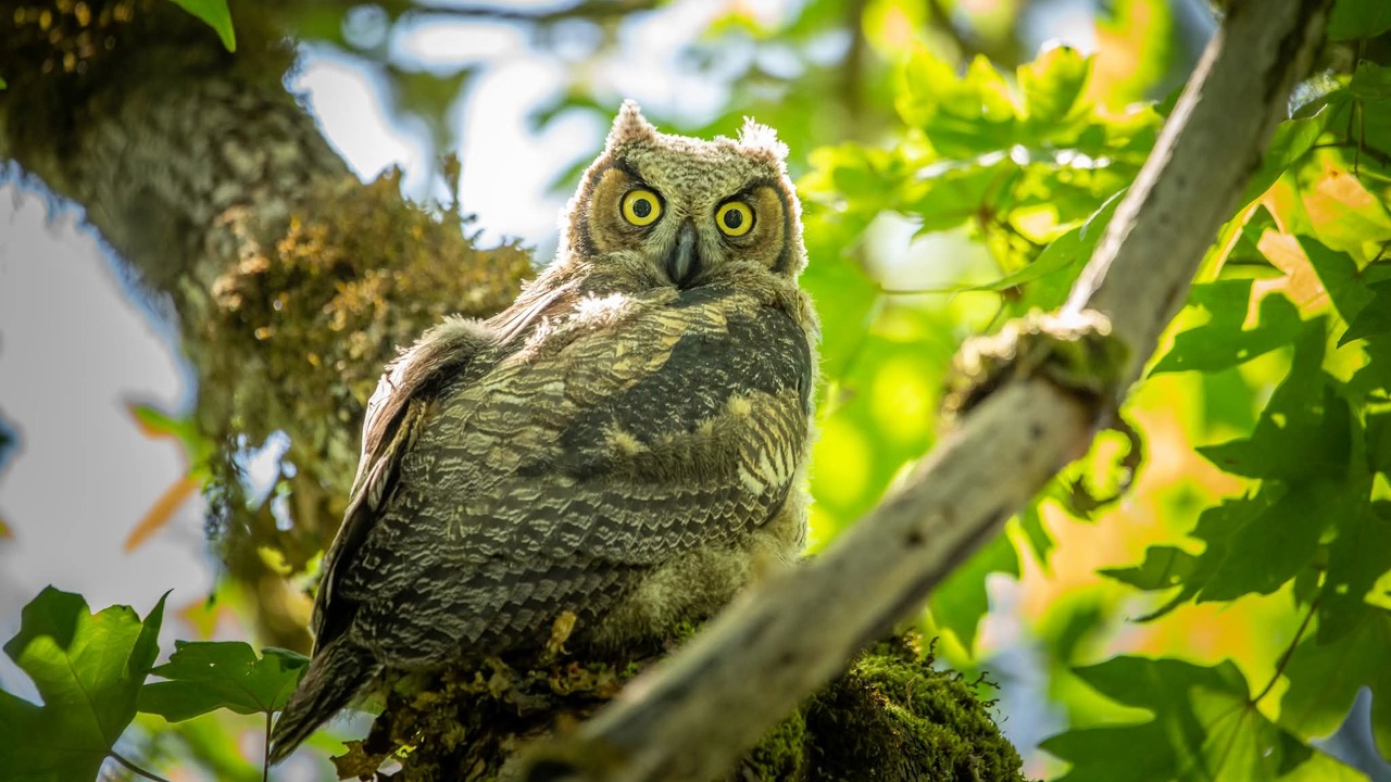 Wildlife in the city