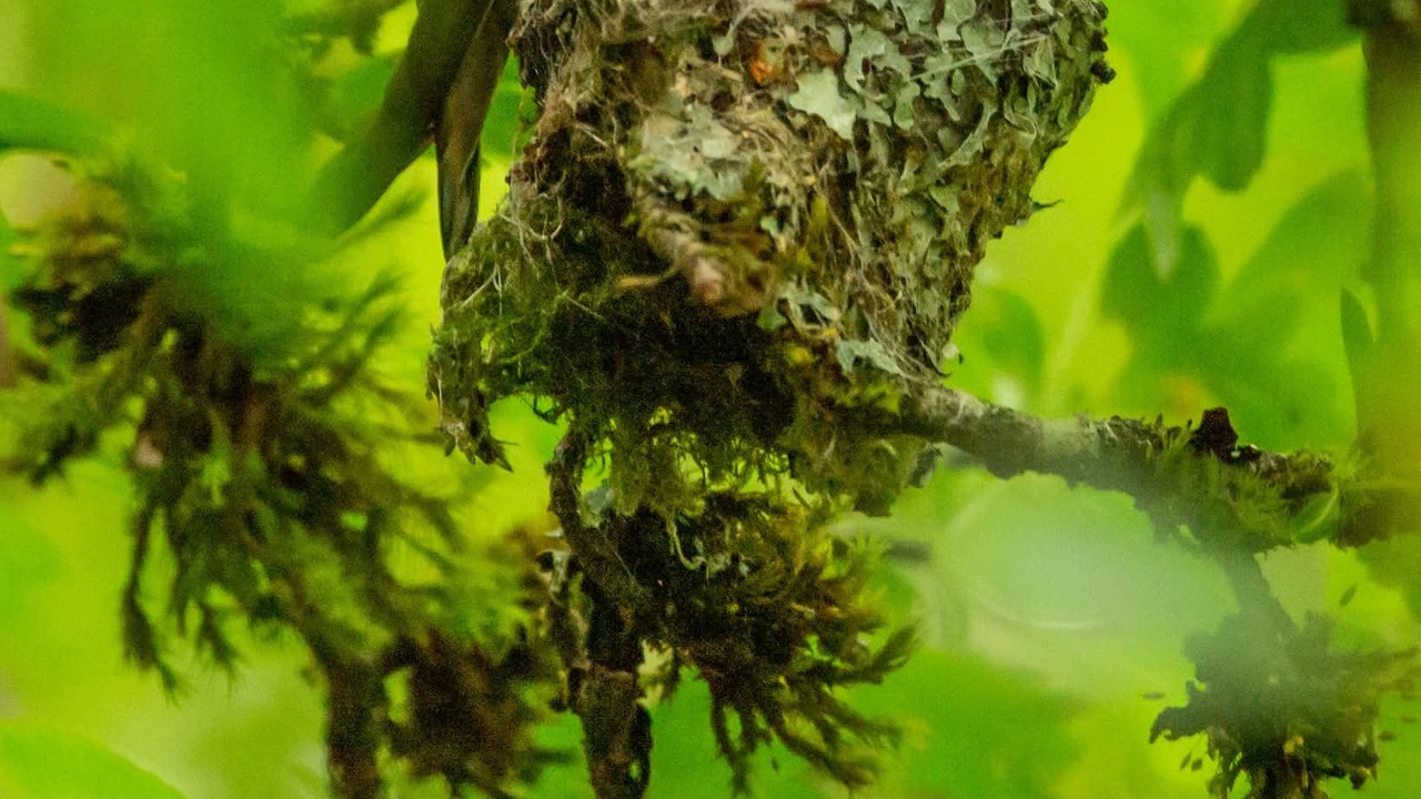 Wildlife in the city