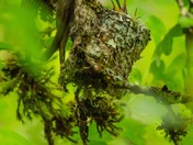 Wildlife in the city