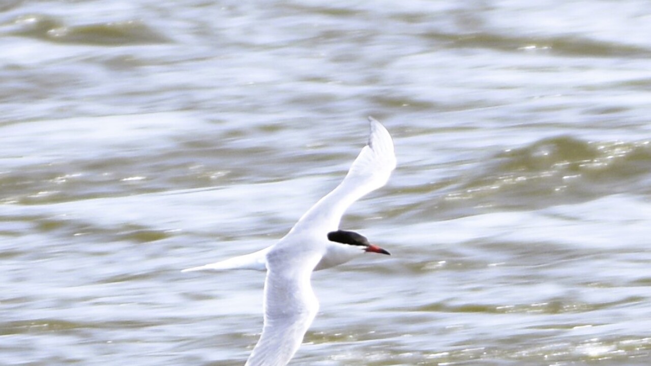 Common Tern
