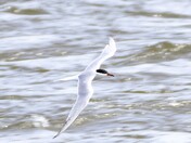 Common Tern