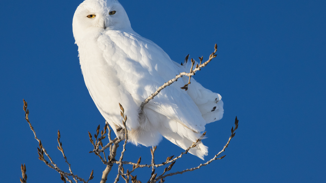 Snowy Owl