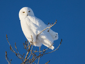 Snowy Owl