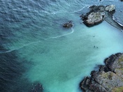 Herring spawn Vancouver Island
