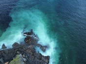 Herring spawn Vancouver Island