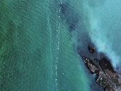 Herring spawn Vancouver Island