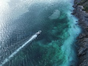 Herring spawn Vancouver Island