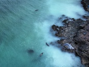 Herring spawn Vancouver Island