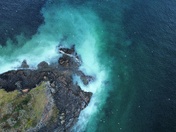 Herring spawn Vancouver Island