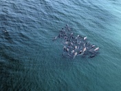 Herring spawn Vancouver Island