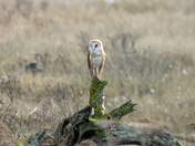 Barn Owl