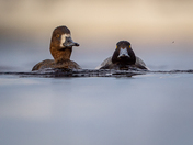 Mr and mrs. Scaups