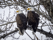 Bald Eagle Pair