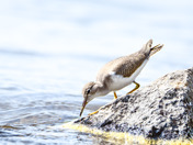 Spotted Sandpiper