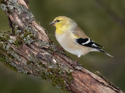 Goldfinch