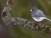 Dark-eyed Junco