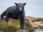 Bears around Vancouver Island 