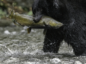 Bears around Vancouver Island 