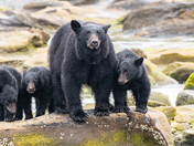 Bears around Vancouver Island 