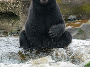 Bears around Vancouver Island 