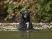 Bears around Vancouver Island 