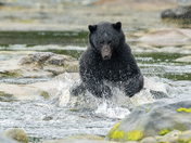 Bears around Vancouver Island 