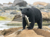 Bears around Vancouver Island 