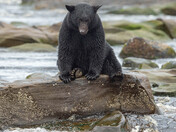 Bears around Vancouver Island 