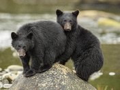 Bears around Vancouver Island 