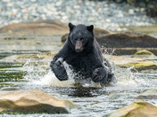 Bears around Vancouver Island 
