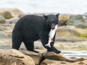 Bears around Vancouver Island 