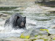 Bears around Vancouver Island 