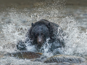 Bears around Vancouver Island 