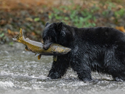 Bears around Vancouver Island 