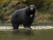 Bears around Vancouver Island 