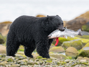 Bears around Vancouver Island 