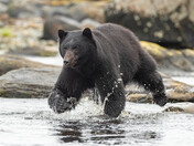 Bears around Vancouver Island 