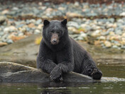 Bears around Vancouver Island 