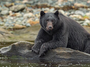Bears around Vancouver Island 