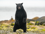 Bears around Vancouver Island 