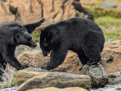 Bears around Vancouver Island 